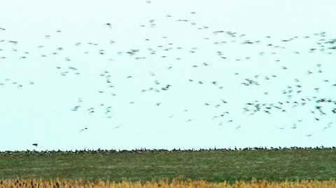 Flock of wild geese captured by an ornithologist when landed in a field near the Stock Footage 33282905