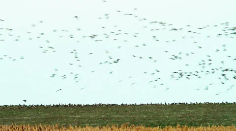 Flock of wild geese captured by an ornithologist when landed in a field near the Video stock 33282935
