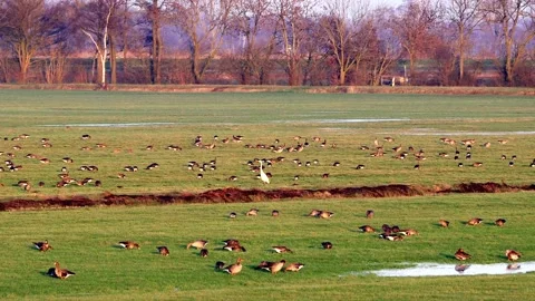 Flock of wild geese in the evening sun on meadow Stock Footage 194546419
