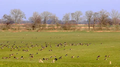 Flock of wild geese in the evening sun on meadow Stock Footage 218709192