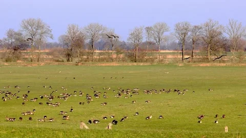 Flock of wild geese in the evening sun on meadow Stock Footage 218803419