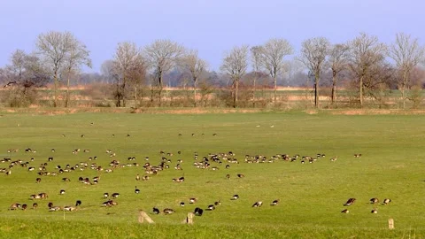 Flock of wild geese in the evening sun on meadow Stock Footage 218973219
