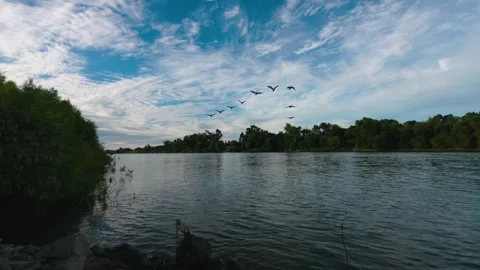 Flock of wild geese flies over a wide river Видео 339314561