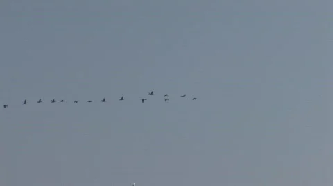 Flock of Wild Geese Stock Footage 735597