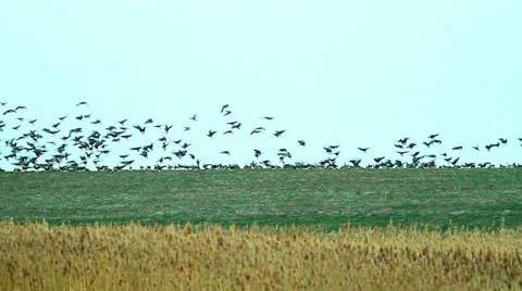 Flock of wild geese landing in a field of wheat near a lake Stock Footage 33282989