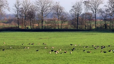 Flock of wild geese on meadow Stock Footage 194544677