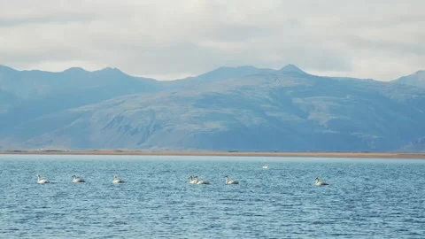 Flock of Wild Geese on a Mountain Lake in Iceland Stock Footage 320200924