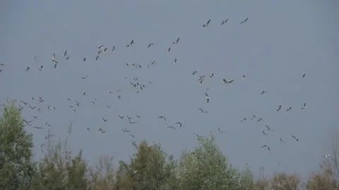 Flock of wild geese (ocha selvatica) 4K - Italian nature Video stock 139717686