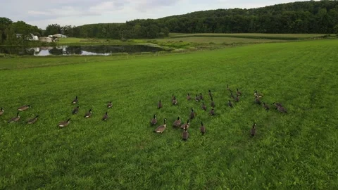 A flock of wild geese in the pasture Stock Footage 169937397