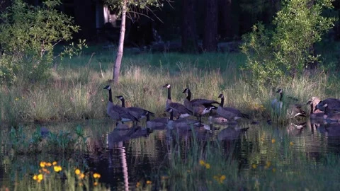 A flock of wild geese resting on a small pond Stock Footage 279196171