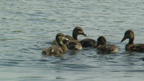 A flock of wild little ducklings chasing bread Vídeos de archivo 140894817