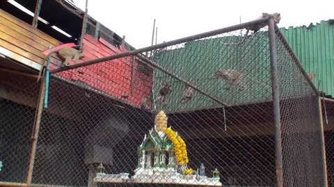 A flock of wild macaques. Monkeys run and fight. Downtown. Thailand Stock Footage 112999653