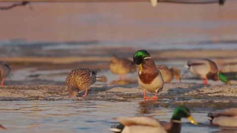 Flock of wild mallard ducks preening feathers and swimming in shallow water Stock Footage 341400838