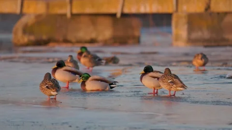 Flock of wild mallard ducks resting and standing on frozen ice edge Stock Footage 341400839