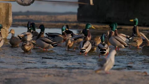 Flock of wild mallard ducks standing and swimming in shallow lake water Stock Footage 341400921