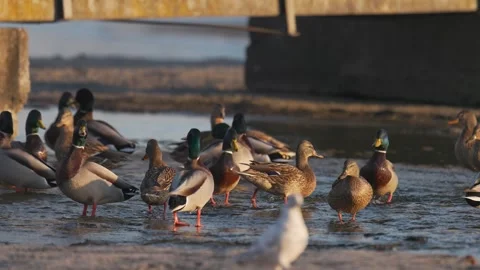 Flock of wild mallard ducks standing in shallow river water under old bridge Stock Footage 341400923