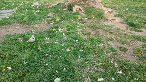 Flock of wild monk parakeets foraging on green lawn in a public park Video stock 346848451