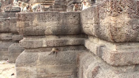 A flock of wild monkeys runs around a Buddhist temple. Thailand, Lopburi City Stock Footage 112997969