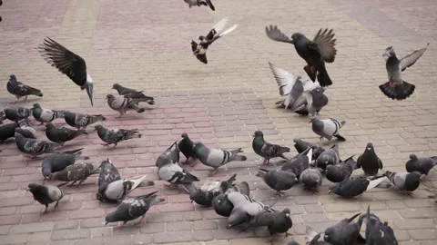 A flock of wild pigeons eats seeds Stock Footage 260226696