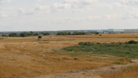Flock of wild pigeons flying over cutted wheat field. Slow motion shot 스톡 동영상 86155489