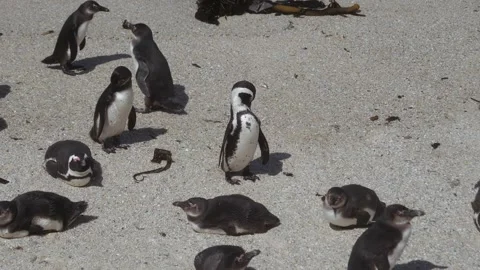 Flock Of Wild Sea Penguins On Sandy Beach South Africa Stock Footage 258017106