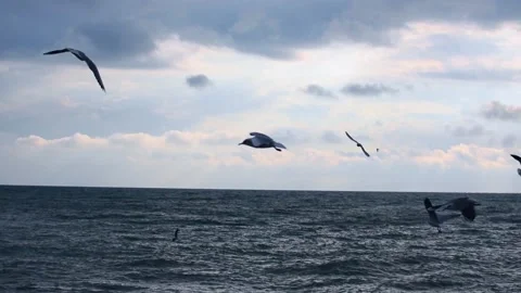 A flock of wild seagulls hover over the ocean against the dramatic cloudy sky. Stock Footage 141678427