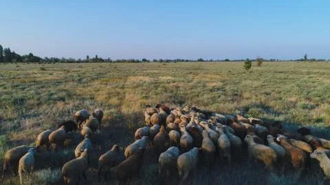Flock of wild sheep Stock Photos