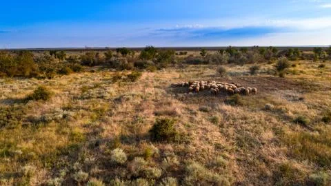 Flock of wild sheep Stock Photos
