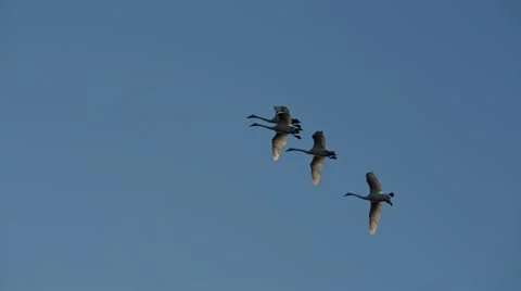 Flock of wild swans flying in the sky Video stock 49587736