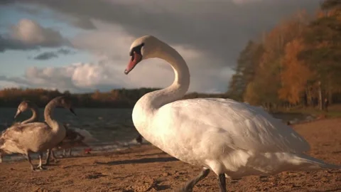A flock of wild swans, walking on the beach of the reservoir, sunny weather Stock Footage 219956744