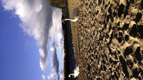A flock of wild swans, walking on the beach of the reservoir, sunny weather Stock Footage 238690139