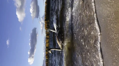 A flock of wild swans, walking on the beach of the reservoir Stock Footage 239173758