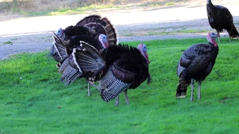 A flock of wild tom turkeys strut around trying to impress each other Stock Footage 138742151