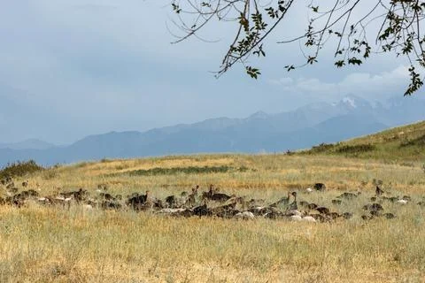 Flock of wild turkey in dry grass field with mountains in background Stock Photos
