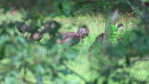 Flock of wild turkeys Stock Footage 162462556