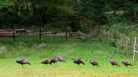 A Flock of wild Turkeys moving through a farm field in Early Autumn. Video stock 95757750