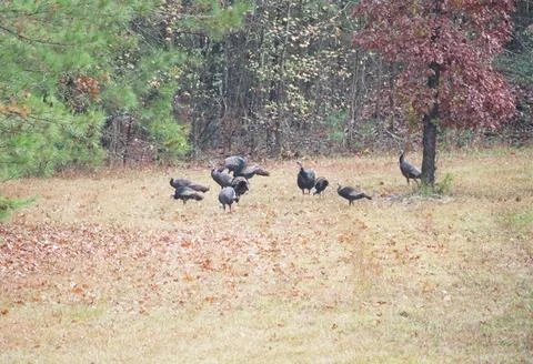 Flock of Wild Turkeys Stock Photos