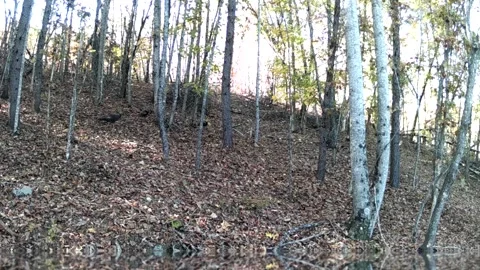 Flock of Wild Turkeys Walking Through Forest in North Carolina Foothills Stock Footage 317922829