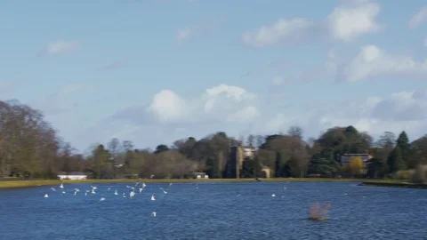 Flock of Wild White Birds Taking Off and Flying Above a Large Blue Lake Stock Footage 85909302