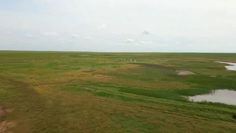 Flock of Wild White Swans Fly over Plain. Aerial View Stock Footage 156465402