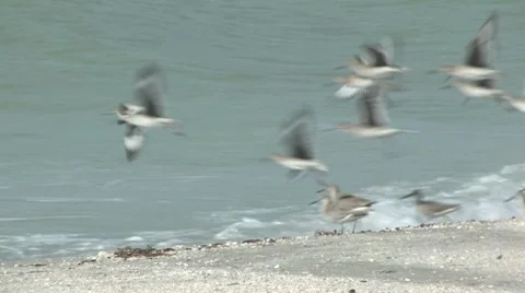 Flock of willets Video stock 7746098