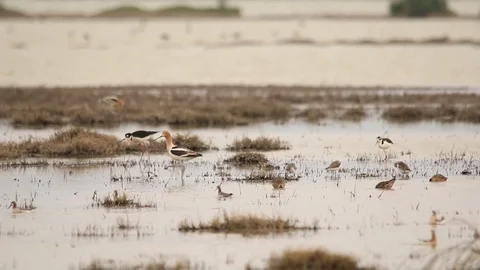 Flock of Wilson's Phalaropes spinning as they feed Stock-Footage 120700007