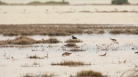 Flock of Wilson's Phalaropes spinning as they feed 動画素材 120700075