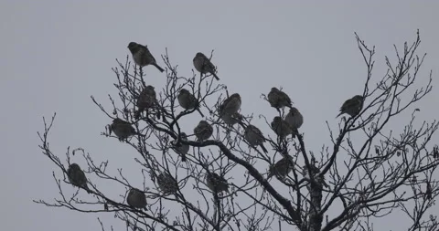 A flock of wintering birds sitting in a tree, 4K slomo Stock Footage 168376194