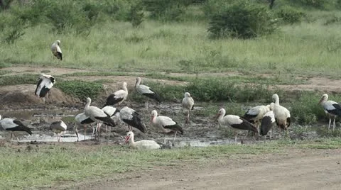 A flock of woolly-necked storks. Stock Footage 22088080