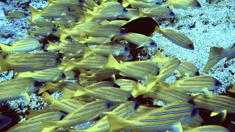 Flock of yellow white-lined fish close rock on bottom of sea, Maldives 動画素材 171193895