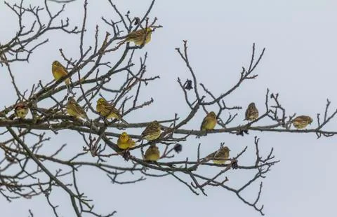 Flock of yellowhammers sitting on tree branches in winter. Stock Photos