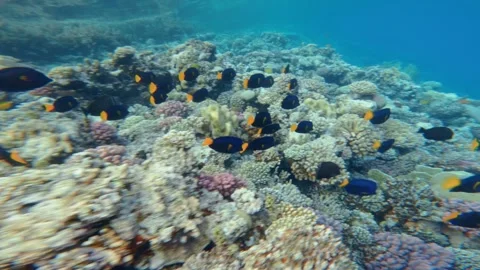 Flock of yellowtail tang reef fish moving fast over coral bottom in shallow 스톡 동영상 336232914