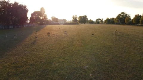 Flock of young deer running through the green grass. drone flight Stock Footage 174052238