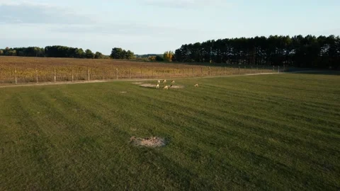 Flock of young deer running through the green grass. drone flight Stock Footage 177217809